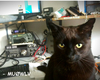 MU0WLV Image